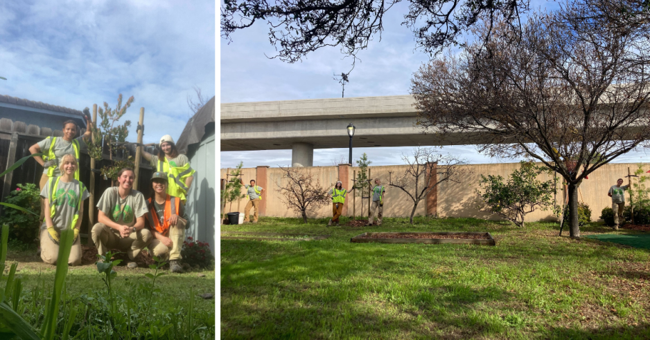 Our City Forest staff planting trees in East San Jose